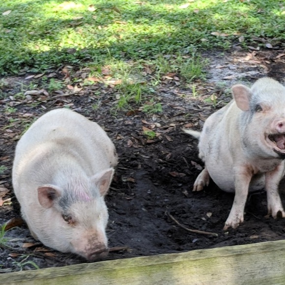 Meet your Posher, Elaine - Picture 5 of 5